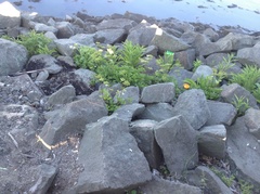 Senecio pseudoarnica