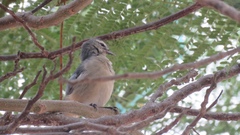 Conirostrum cinereum