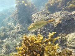 Sphoeroides lobatus