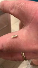 Endrosis sarcitrella