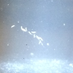 Rhynchomesostoma rostratum