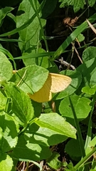 Crocota pseudotinctaria