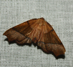 Plagodis phlogosaria