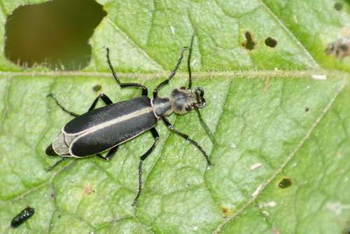 Margined Blister Beetle photo 3