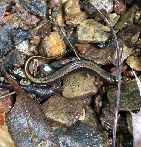 Northern Two-lined Salamander