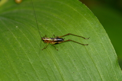 Conocephalus nigropleurum