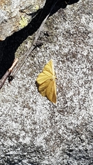 Crocota pseudotinctaria