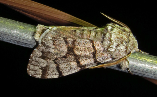 Eastern Panthea Moth
