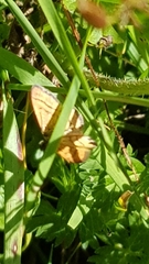 Idaea flaveolaria