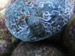 Chiton albolineatus