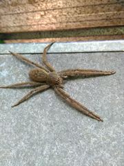 Cupiennius coccineus