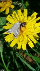 Udea alpinalis