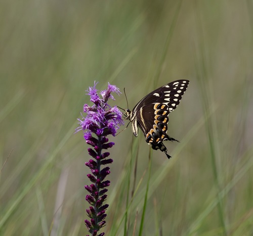 Palamedes Swallowtail photo 3