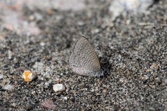 Pseudonacaduba sichela sichela