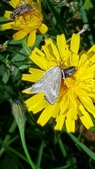 Udea alpinalis