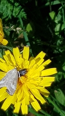 Udea alpinalis