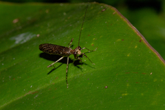 Bantia