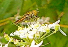 Riponnensia splendens