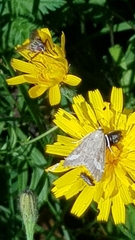 Udea alpinalis