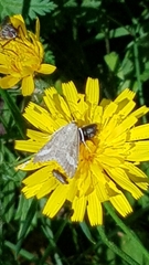 Udea alpinalis