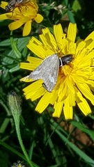 Udea alpinalis