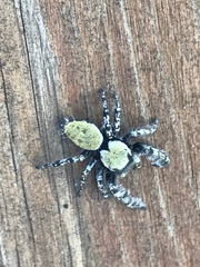 Phidippus carolinensis