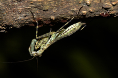Fuga annulipes
