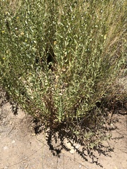 Heterotheca excelsior