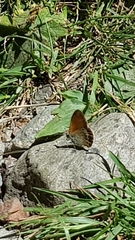 Coenonympha