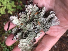 Platismatia norvegica