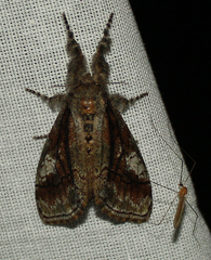 Dasychira obliquata