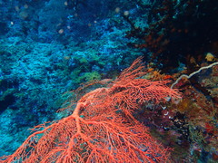 Oxycirrhites typus