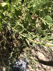 Heterotheca excelsior