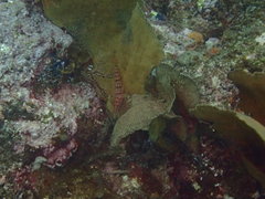 Oxycirrhites typus