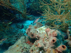 Oxycirrhites typus