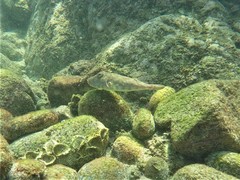 Sphoeroides lobatus