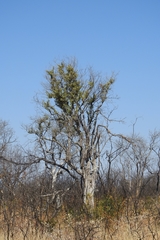 Combretum imberbe image