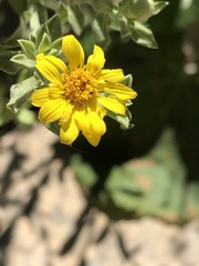 Heterotheca excelsior