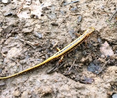 Eurycea longicauda × guttolineata