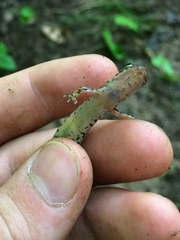 Eurycea longicauda × guttolineata
