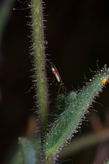 Tupiocoris californicus