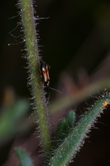 Tupiocoris californicus
