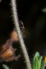 Tupiocoris californicus