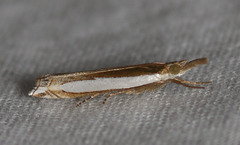 Crambus sperryellus