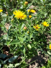 Pentanema britannica