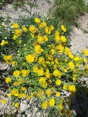 Pentanema britannica