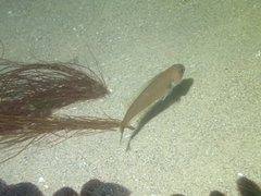 Caulolatilus princeps