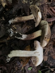 Tylopilus indecisus