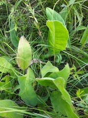 Silphium terebinthinaceum