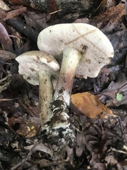 Tylopilus indecisus